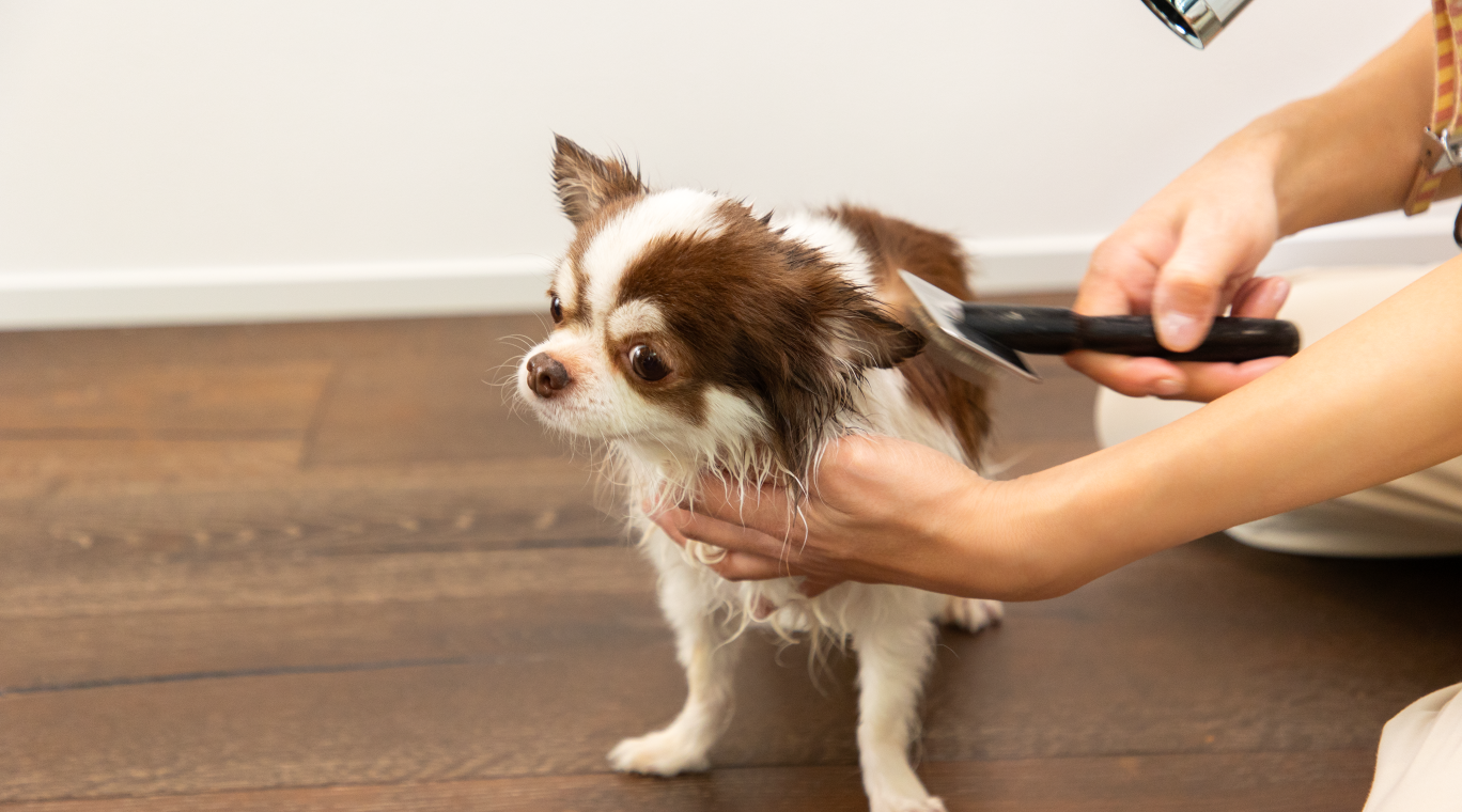 コラムID 15 犬浅在性膿皮症に対する<br>ファインバブルシャワー浴の効果検証